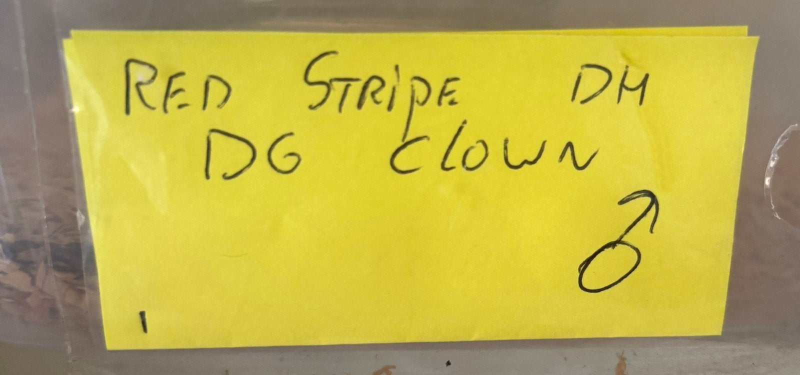 Red Stripe dh DG Clown man koningspython ballpython Ball Python photo 3