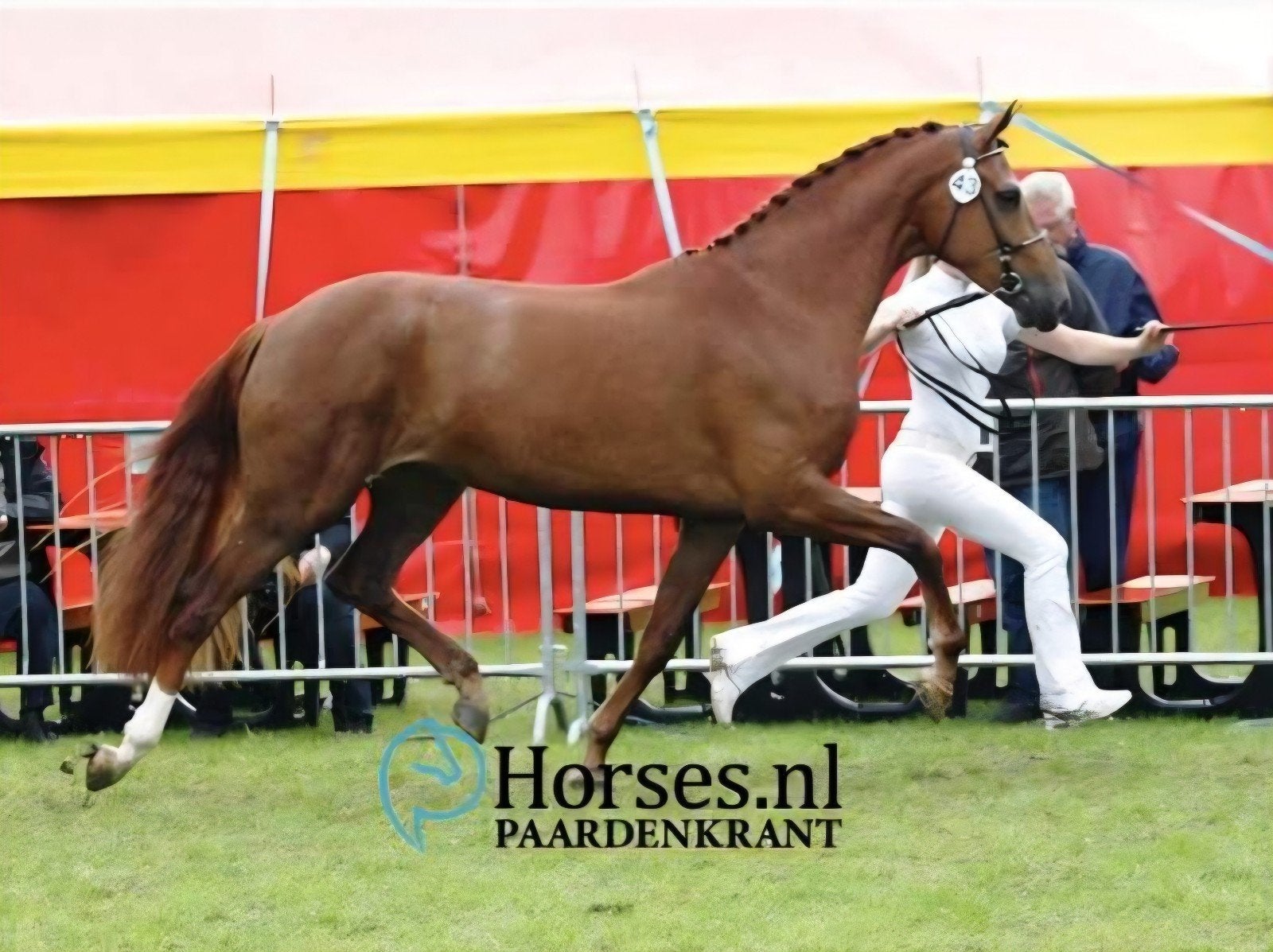 NMK ELITE merrie incl. merrieveulen en drachtig van VUELTA, Merrie