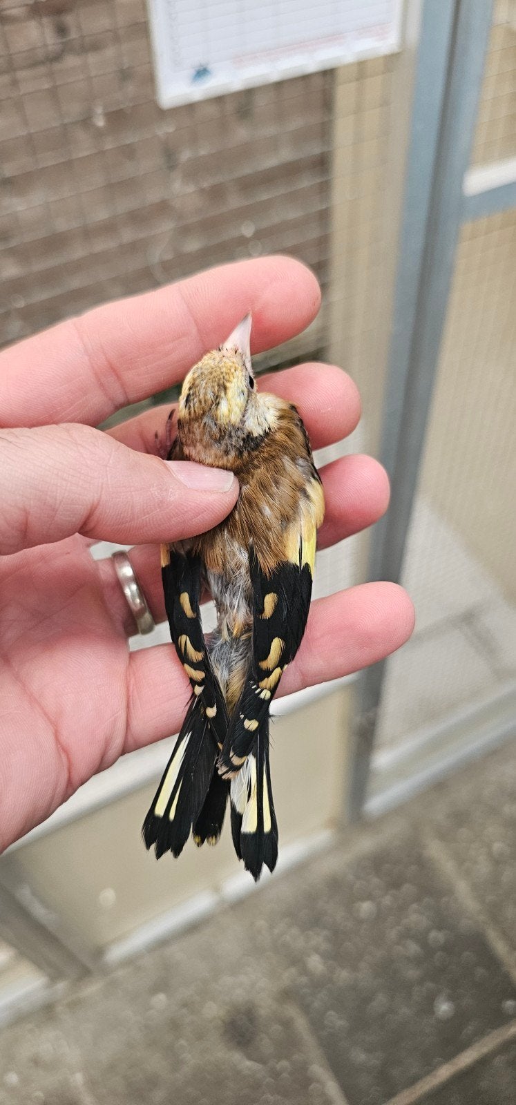 Parva mooie geel jongen van 2026, Meerdere dieren, Wildzangvogel