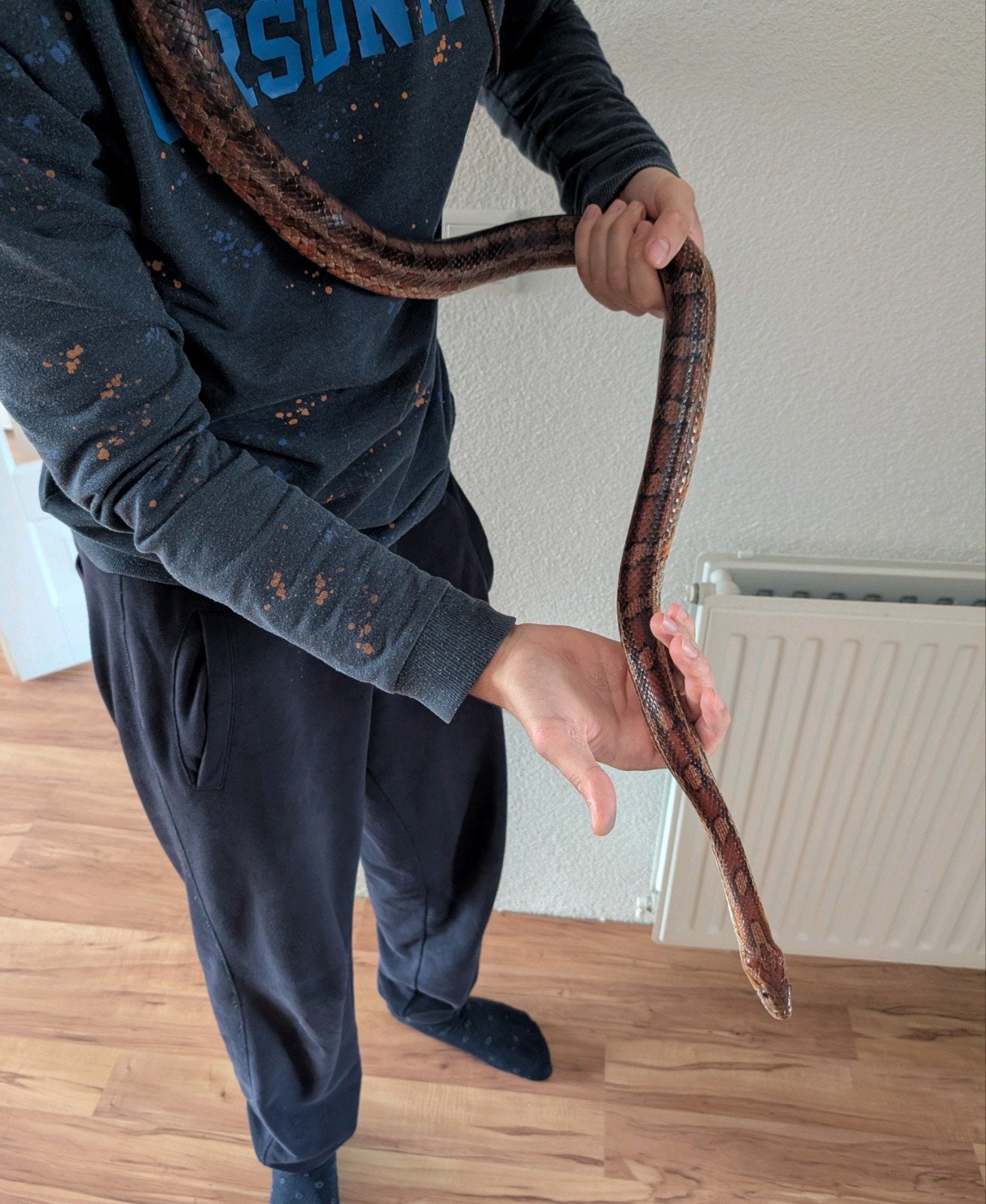 Volwassen Rattenslang met groot terrarium Rat Snake photo 9