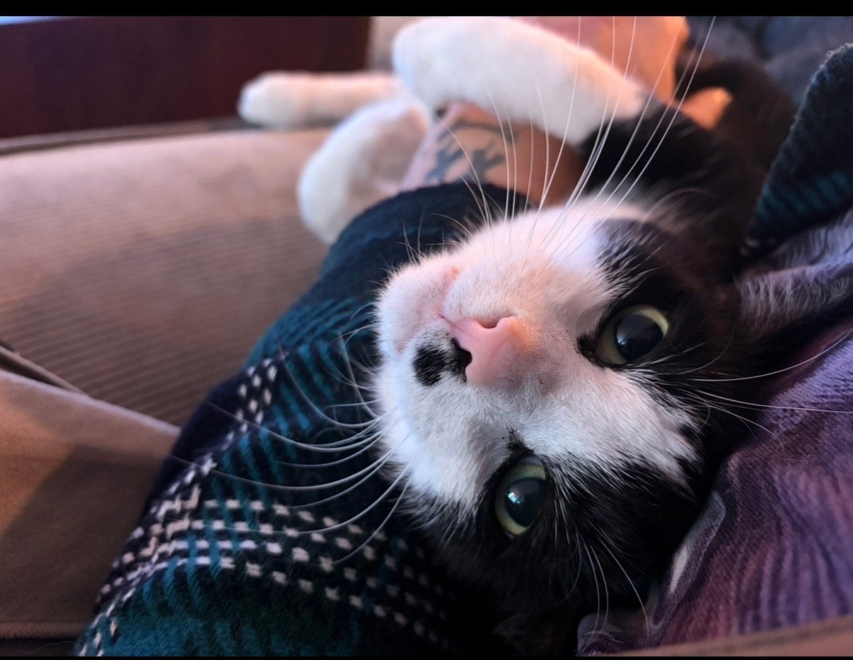 Lieve kater Shy (4 jaar) zoekt rustig en geduldig thuis, Kater, Kortharig, 3 tot 5 jaar
