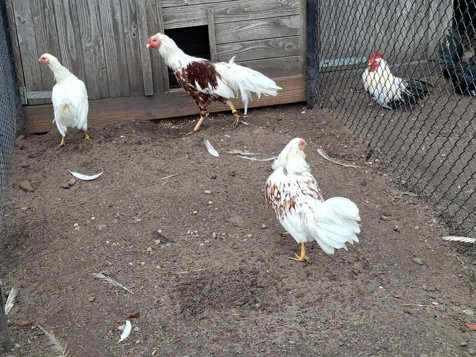 yokohama groot, Dieren en Toebehoren, Meerdere dieren, Eend
