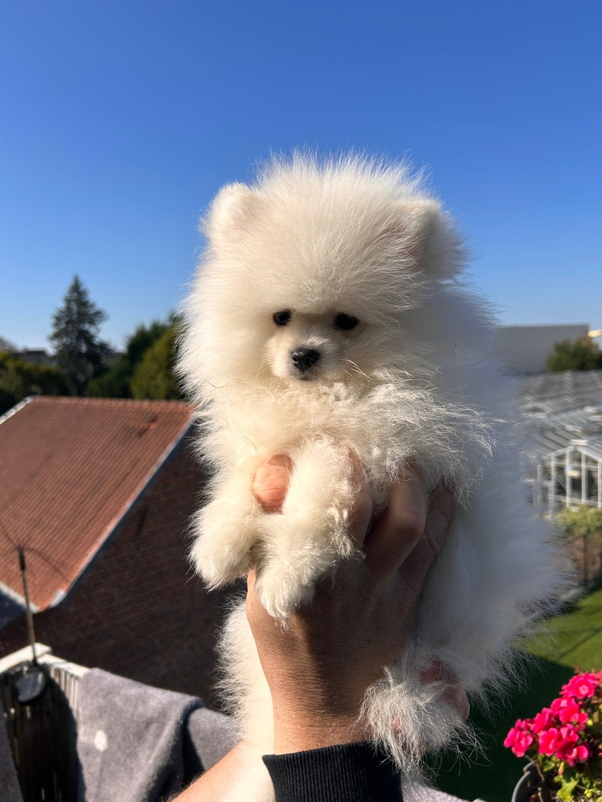 ️Pomeranian️🌺, België, Particulier, Keeshond, Reu