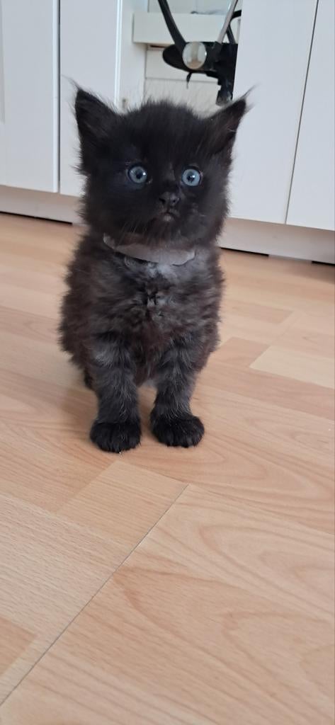 Maine Coon kittens, Meerdere dieren, Ontwormd, 0 tot 2 jaar