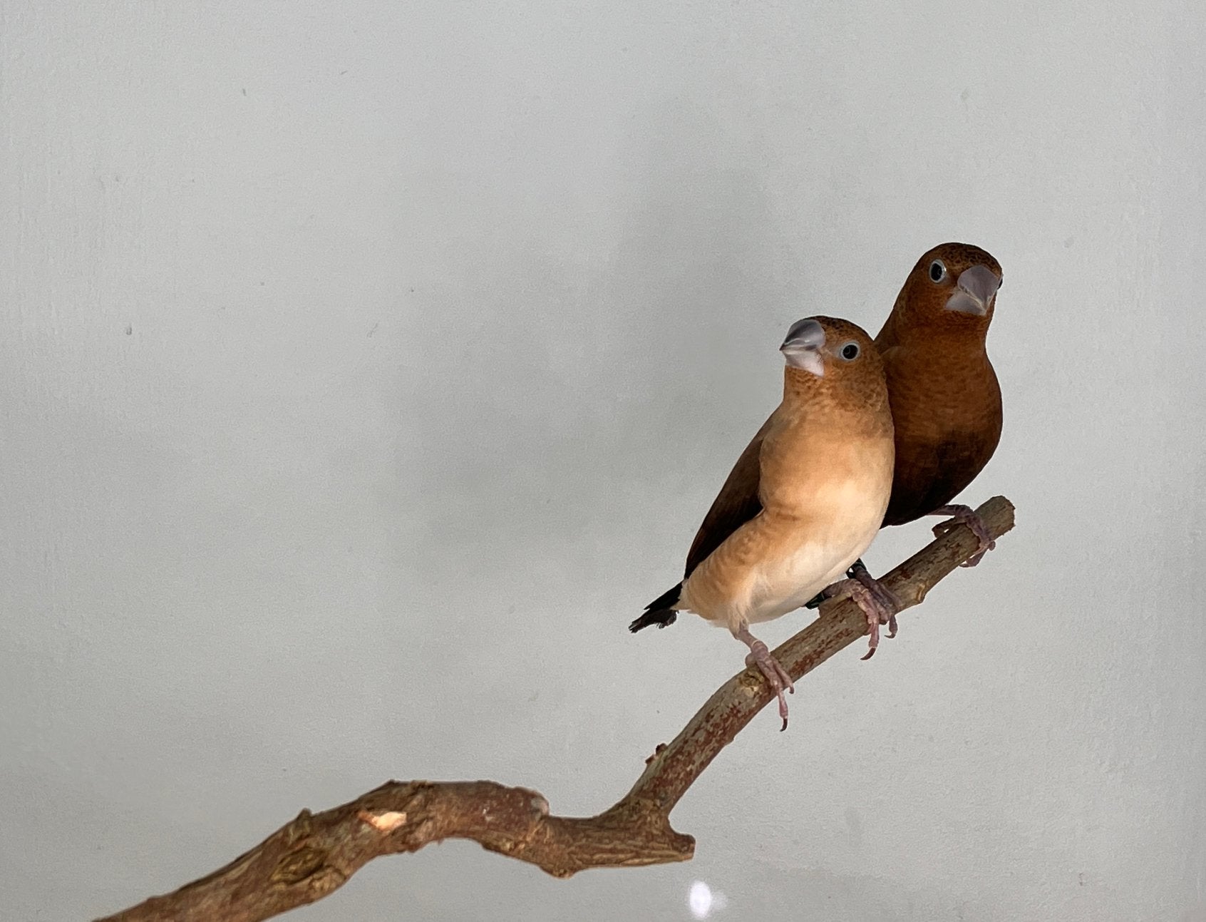 Zilverbekjes, Dieren en Toebehoren, Meerdere dieren