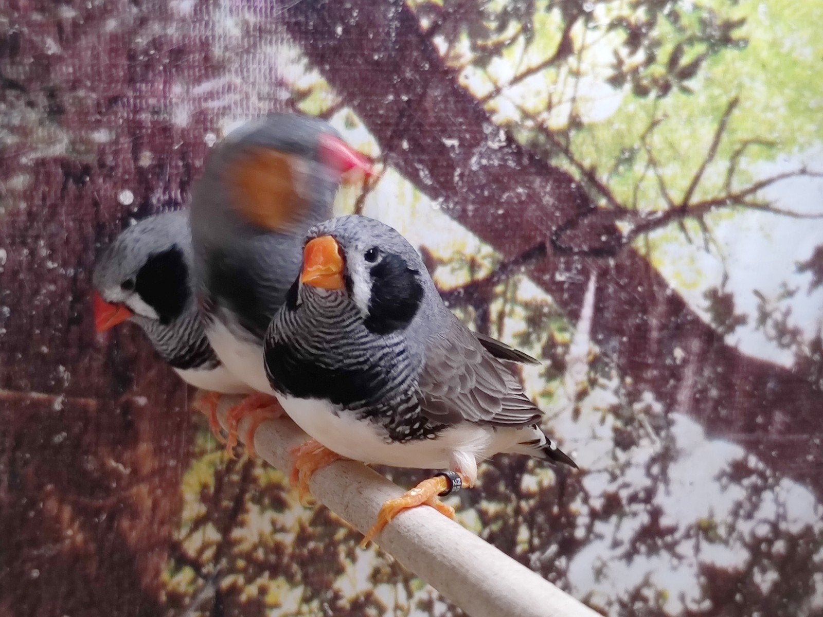 Diverse mooie zebravinken in meerdere kleurmutaties, Dieren en Toebehoren, Vogels | Overige Vogels, Meerdere dieren, Tropenvogel