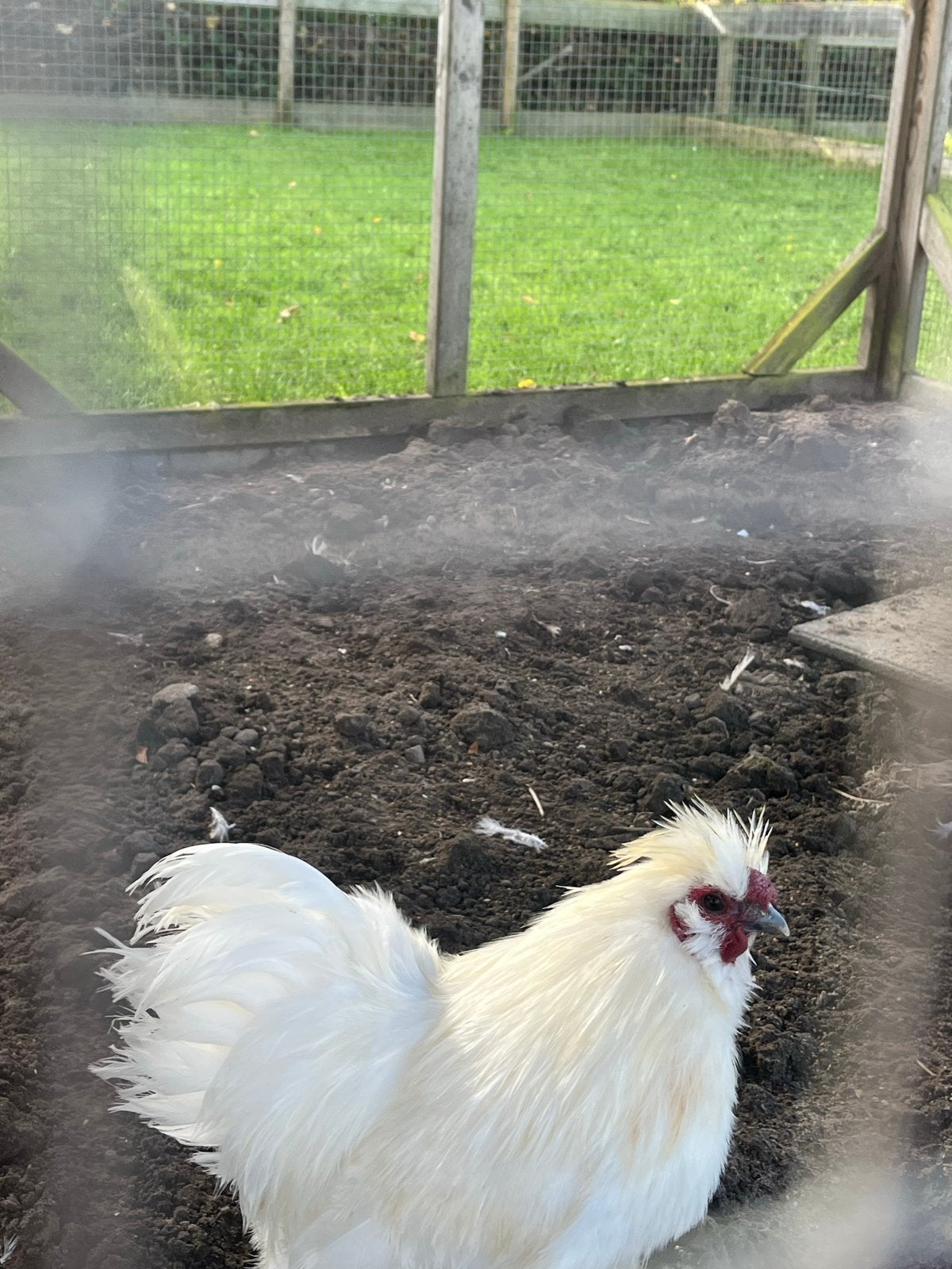Twee hanen te koop!, Dieren en Toebehoren, Mannelijk, Kip
