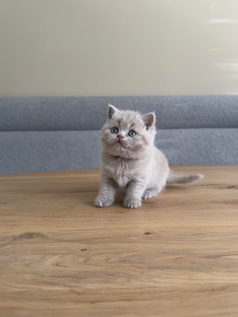 Brits korthaar kitten, Dieren en Toebehoren, Meerdere dieren, Ontwormd, 0 tot 2 jaar