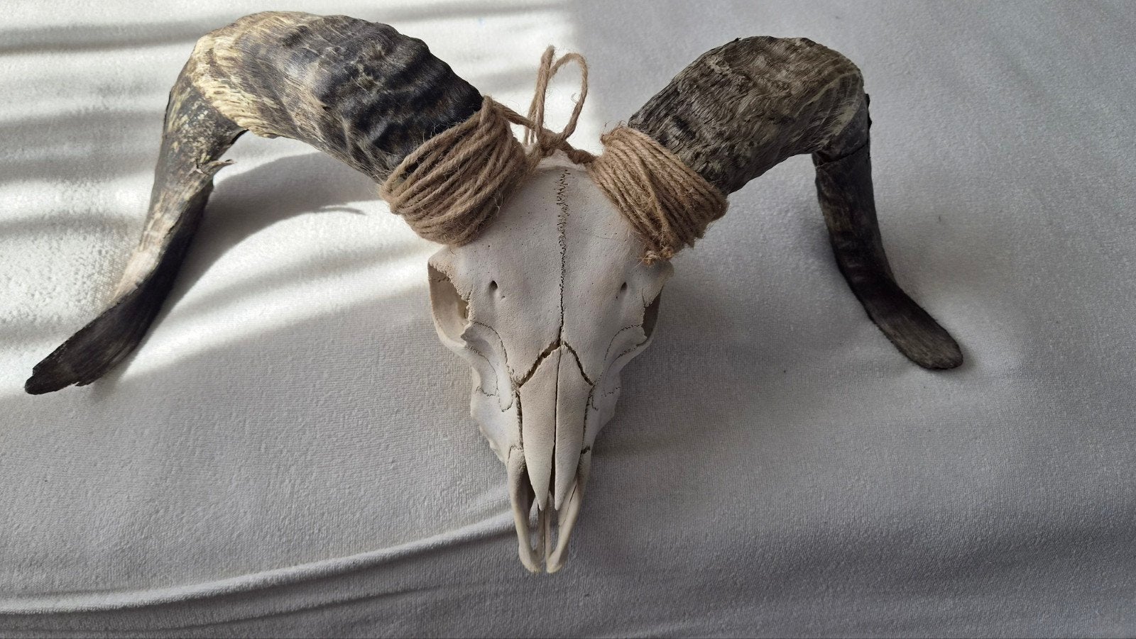 Decoratieve ramschedel met hoorns, Huis en Inrichting, Woonaccessoires | Overige, Gebruikt, Overige stijlen, Ophalen of Verzenden