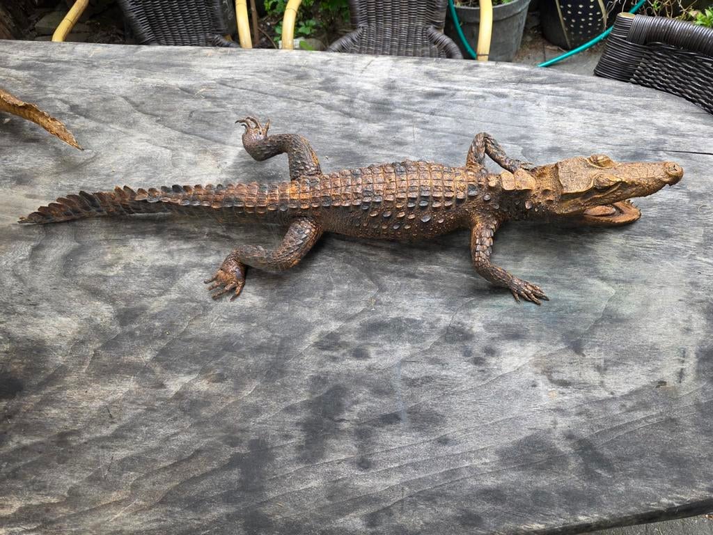 Opgezette krokodil uit Congo, 1962, met papieren, Verzamelen, Dierenverzamelingen, Ophalen of Verzenden, Zo goed als nieuw, Reptiel of Amfibie