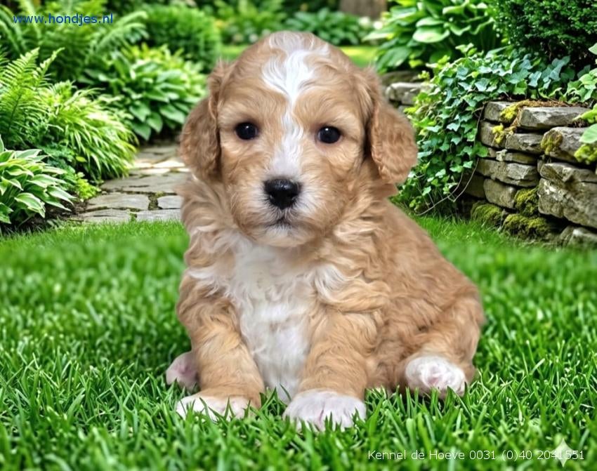 Vind je maatje: Gezonde & sociale pups bij Kennel de Hoeve!, Parvo, Nederland, Overige rassen, 8 tot 15 weken