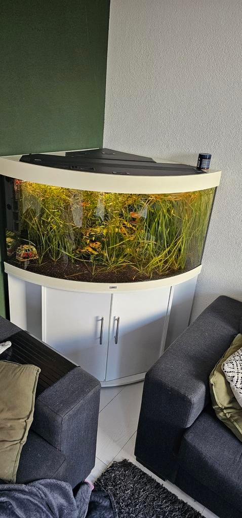 Juwel trigon 350 met led en co2, Dieren en Toebehoren, Ophalen, Gebruikt, Gevuld zoetwateraquarium
