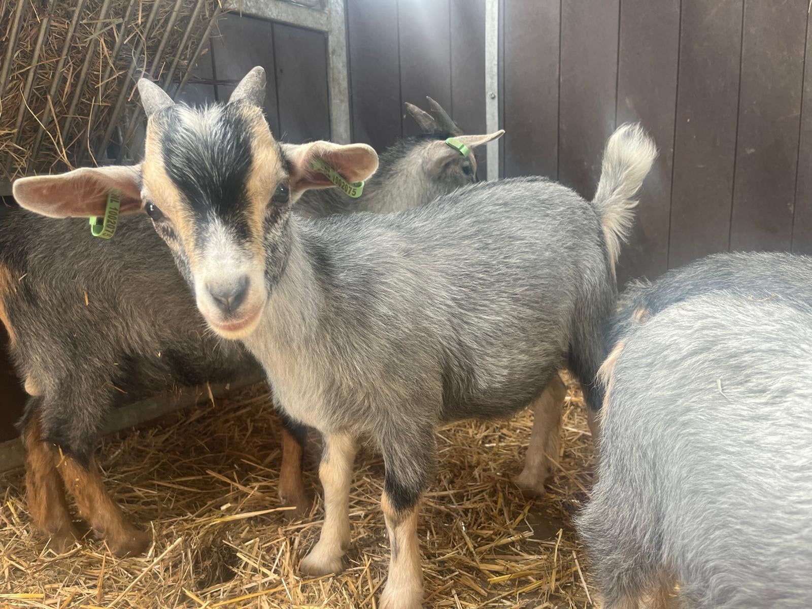 Dwerggeit (bok-lam) blauwschimmel stamboek (CAE/CL vrij), Vrouwelijk, Geit, 0 tot 2 jaar