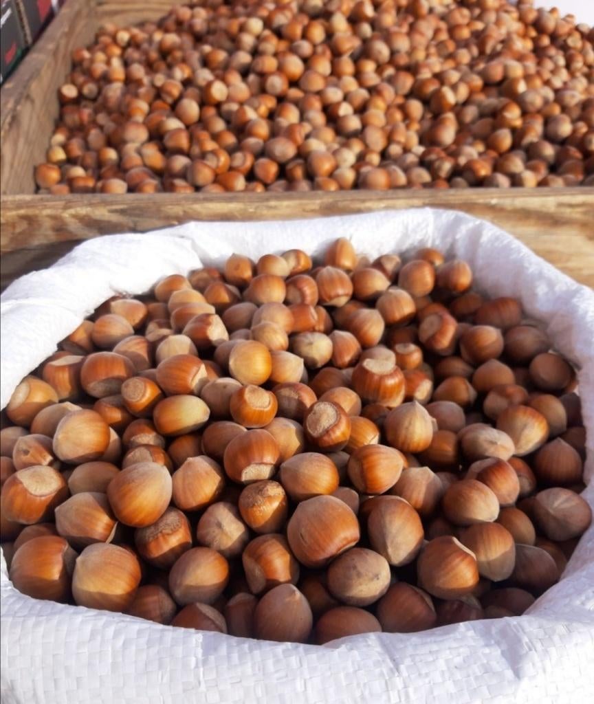 Hazelnoten uit Polen, oogst 2025, Ophalen of Verzenden
