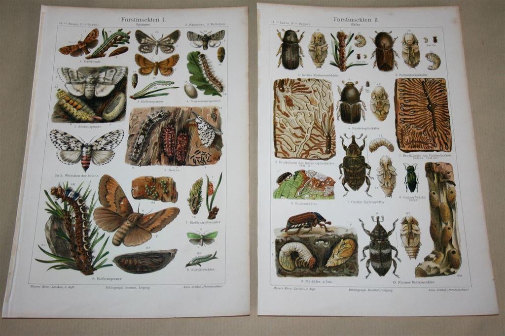 2 antieke kleurenlitho's - Bos-insecten - Circa 1900, Ophalen of Verzenden