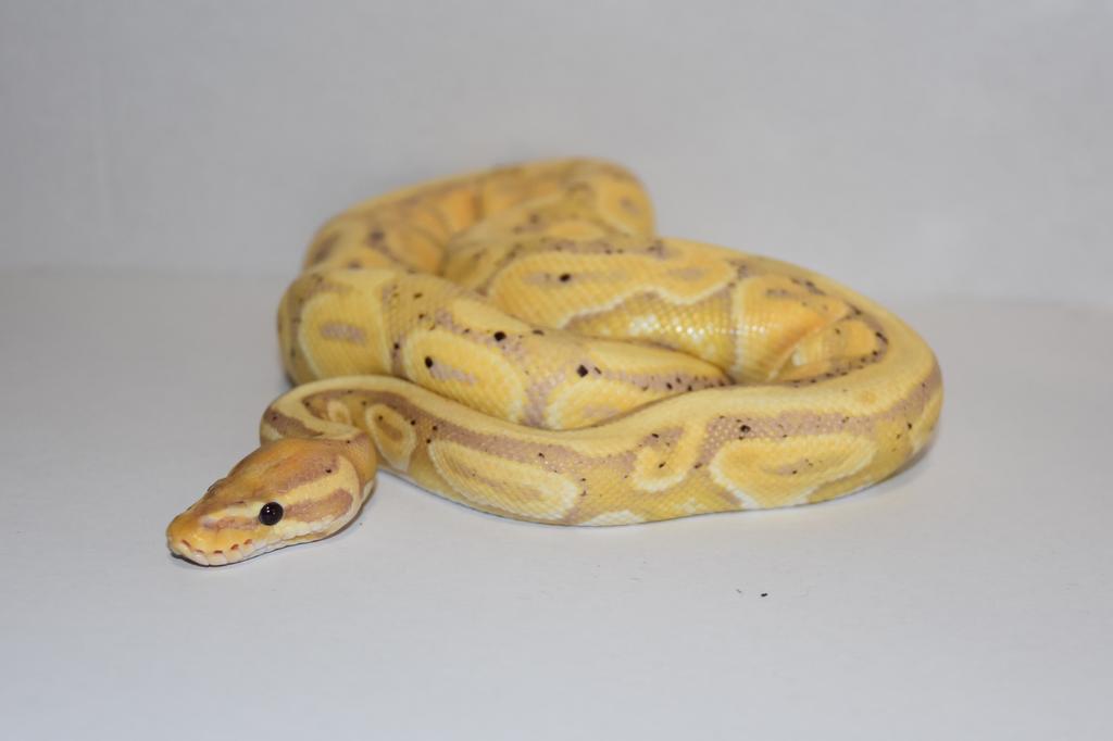 Ball python 1.0, Dieren en Toebehoren, Slang, Tam, 0 tot 2 jaar