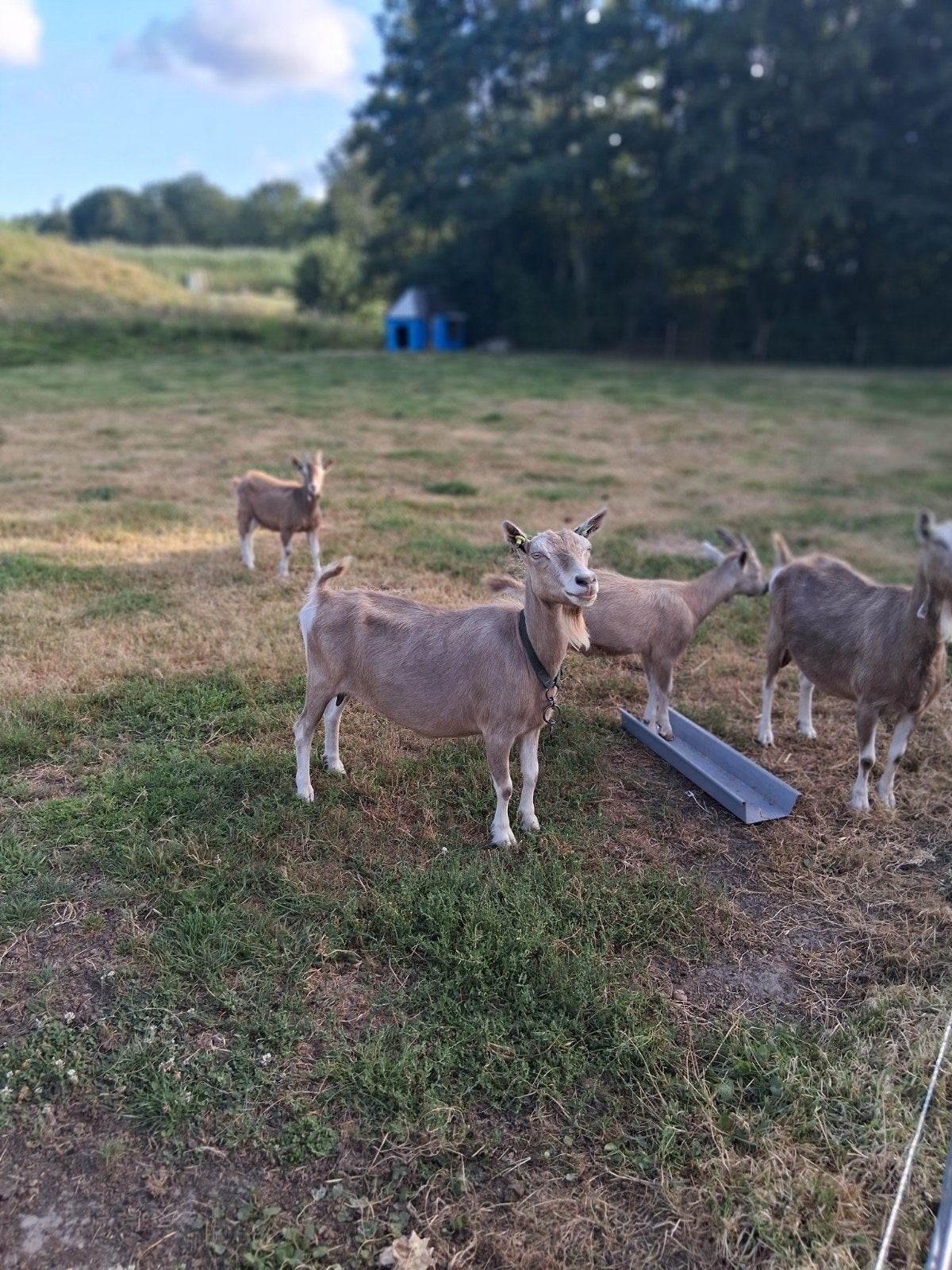 toggenburger geiten, Dieren en Toebehoren, Vrouwelijk, Geit, 3 tot 5 jaar