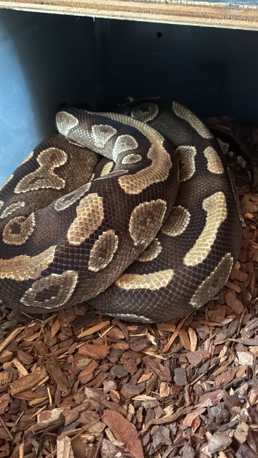 Ballpython (koningspython) Ball Python - unknown for sale from manouk van Oeveren