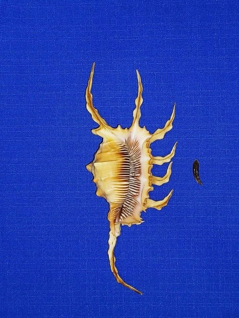 Schelpen, Lambis scorpius, Ophalen of Verzenden, Schelp(en)