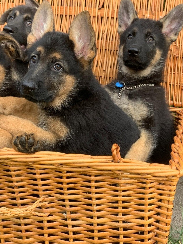 Duitse herder pups met rechte rug, Dieren en Toebehoren, 8 tot 15 weken, Meerdere, Meerdere dieren, Herder