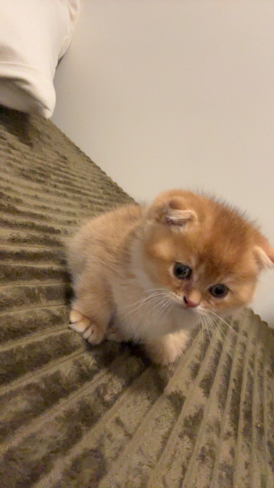 Lieve, Britse korthaar kitten inclussief spullen!, Dieren en Toebehoren, Kater, 0 tot 2 jaar