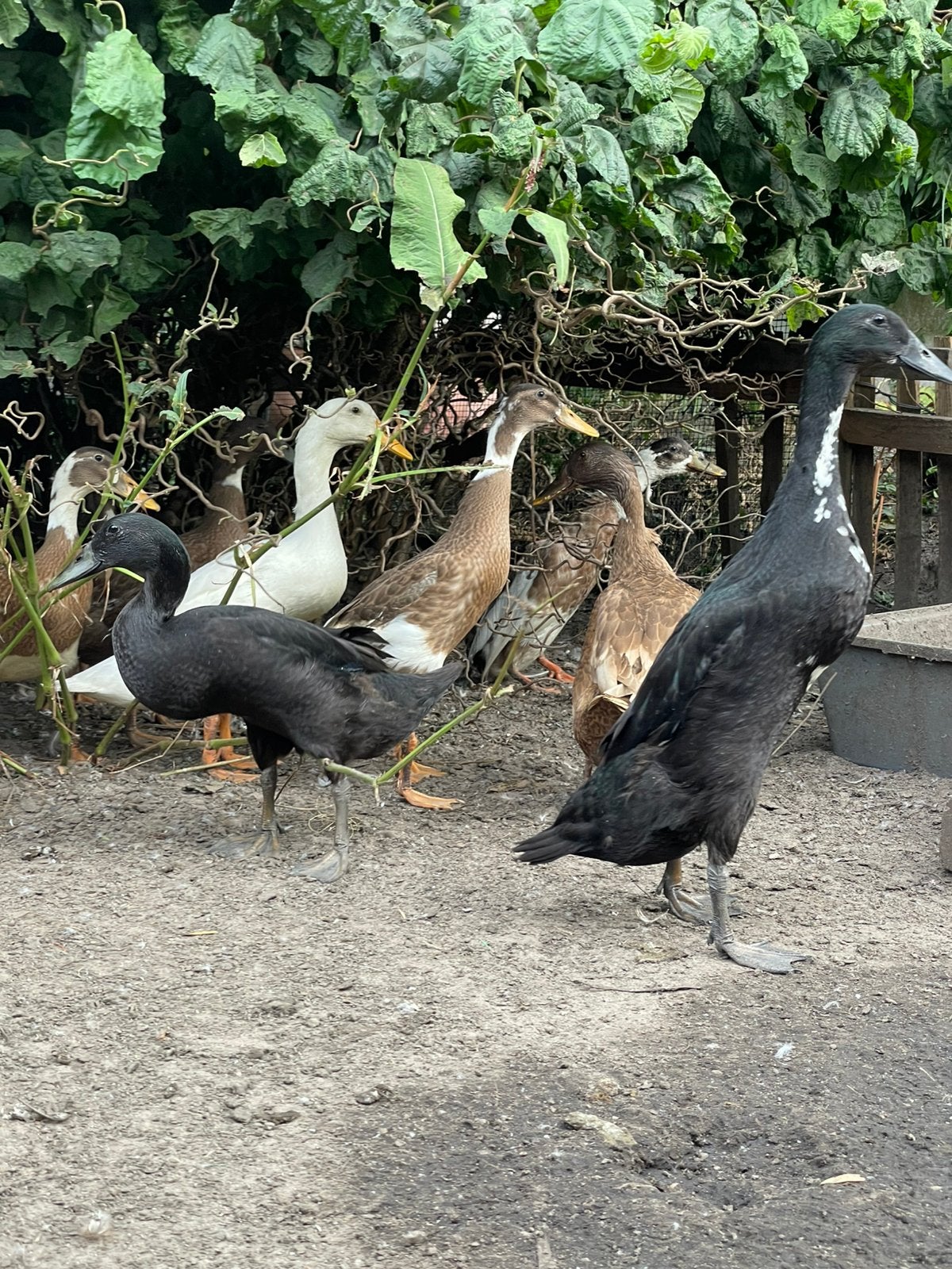 Jonge volwasse loopeenden, Meerdere dieren, Eend