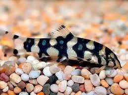 Botia kubotai – Polkadot Botia - Koidream Valburg, Vis, Zoetwatervis