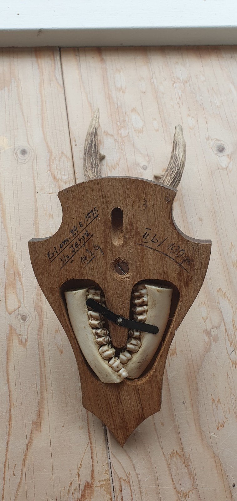 Ree gewei op schild - Vintage jacht trofee, Ophalen of Verzenden, Zo goed als nieuw