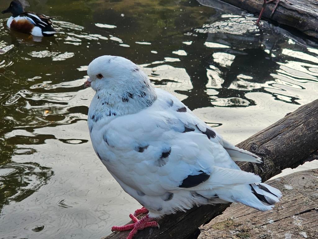 3 kingduif doffers, Dieren en Toebehoren