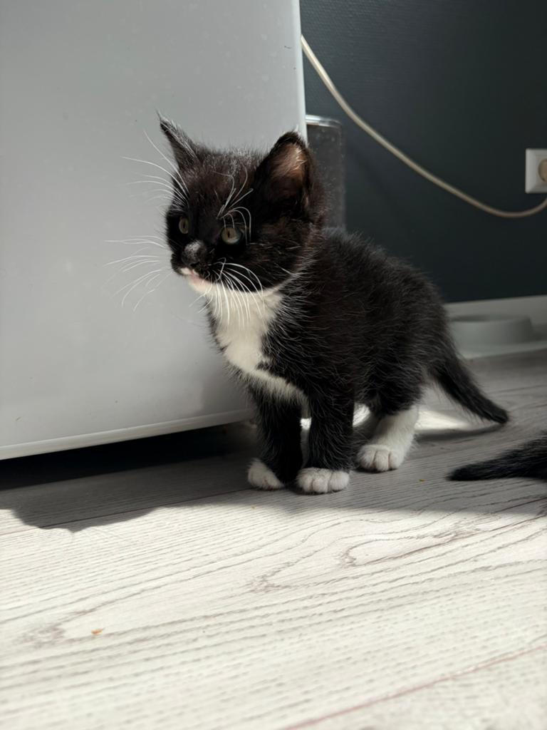 britse korthaar x maine coon kittens, Meerdere dieren