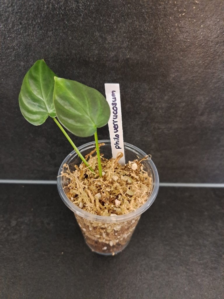 Philodendron verruccosum stek, Overige soorten, Minder dan 100 cm, Groene kamerplant, Halfschaduw
