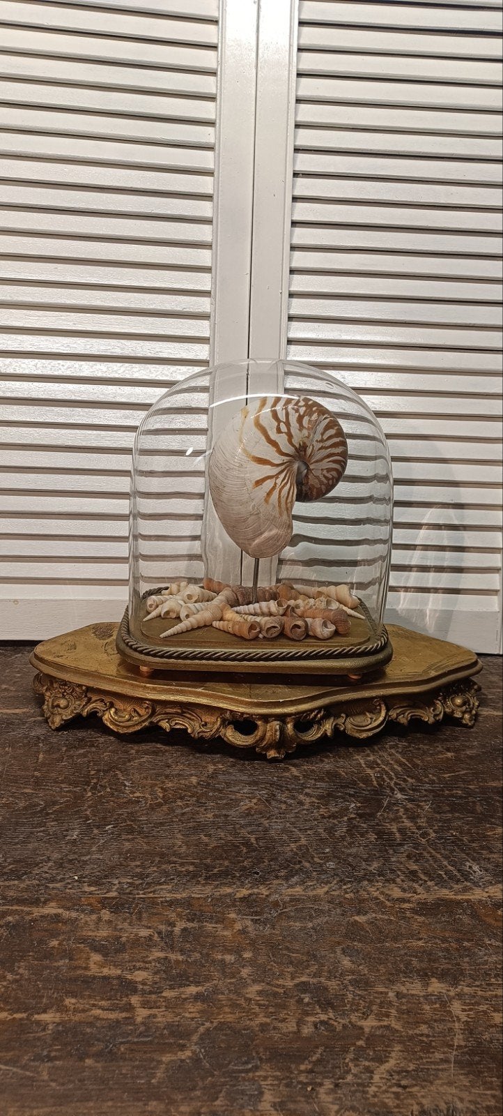 Antieke stolp met Nautilus schelp en diverse schelpen, Ophalen of Verzenden