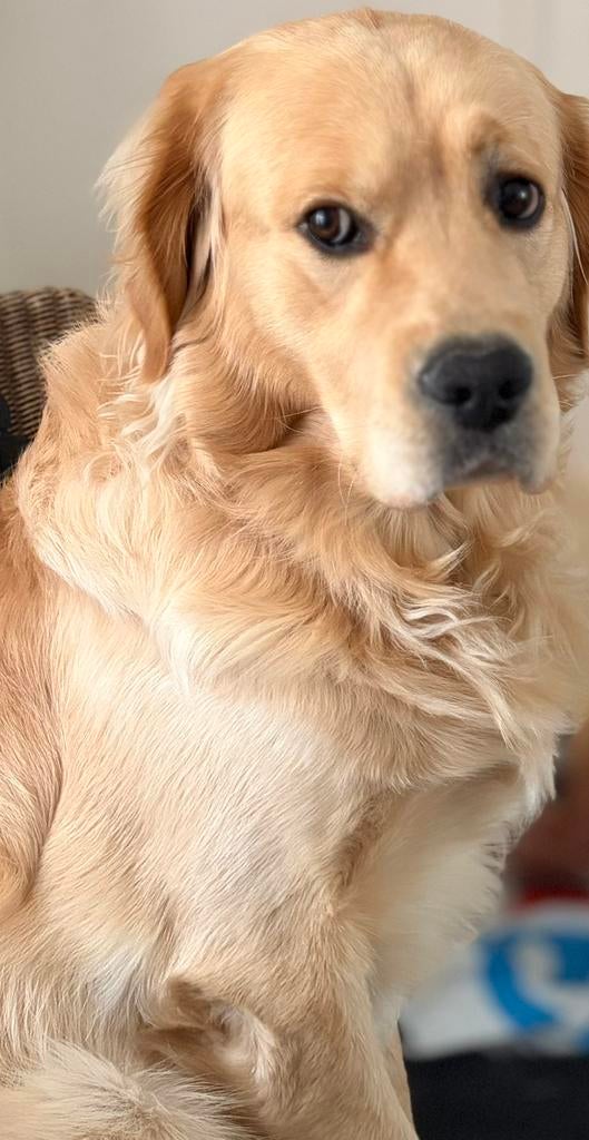 Herplaatsing Golden Retriever/Reu, Dieren en Toebehoren, Honden | Retrievers, Spaniëls en Waterhonden, Reu, 1 tot 2 jaar, Eén hond