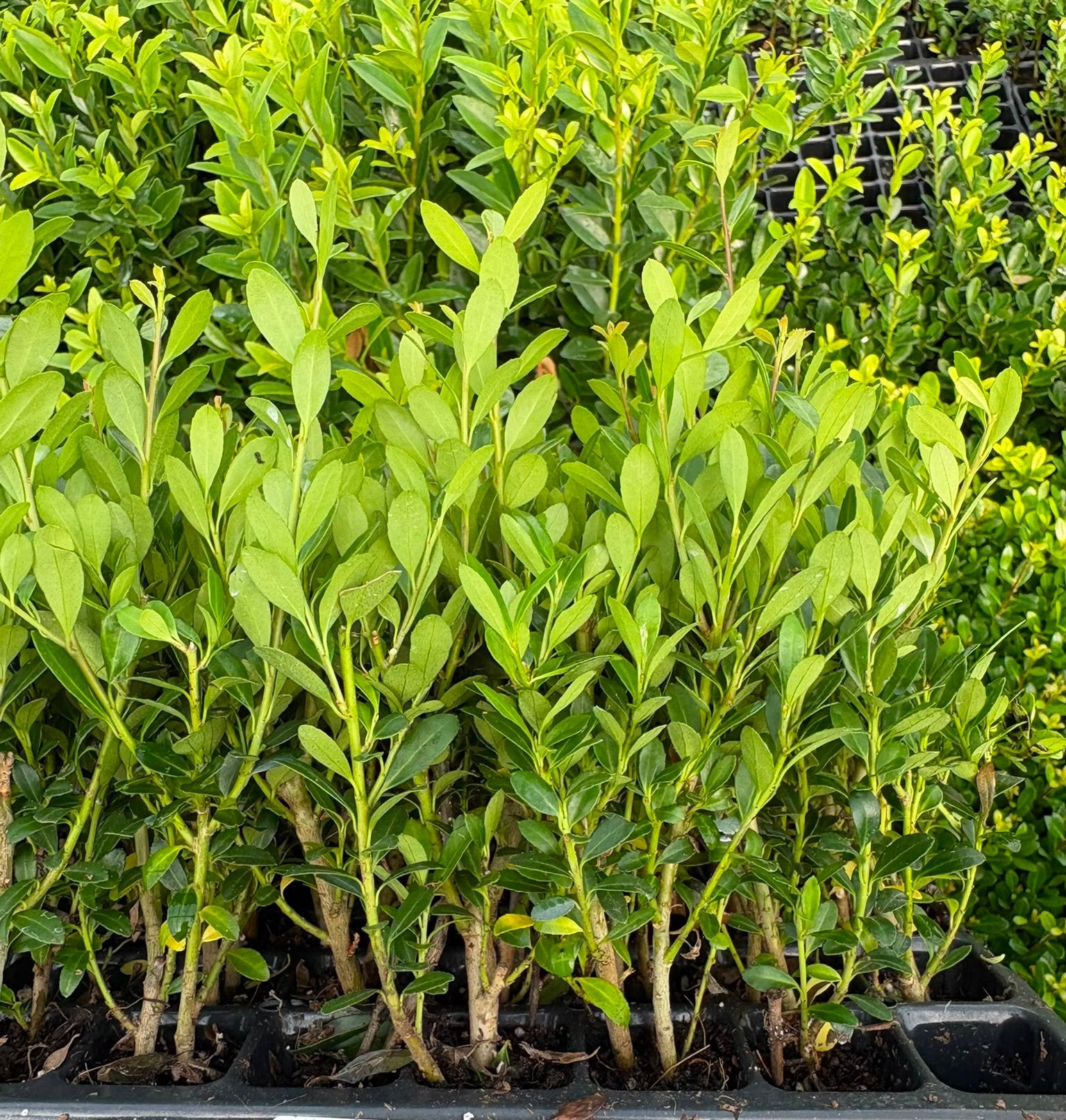 Ilex Crenata, Ophalen of Verzenden, Bloeit niet, Overige soorten, Halfschaduw