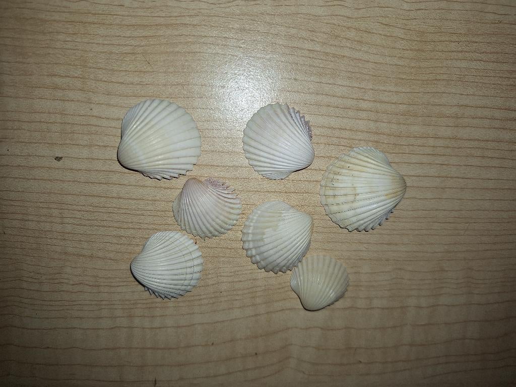 schelpen, Ophalen of Verzenden, Schelp(en)