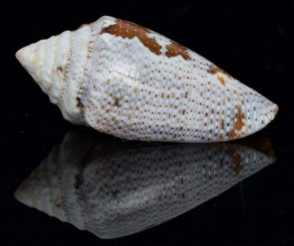 Schelpen: Conus curassaviensis 35,3mm (F+++) Aruba -, Ophalen of Verzenden, Schelp(en)