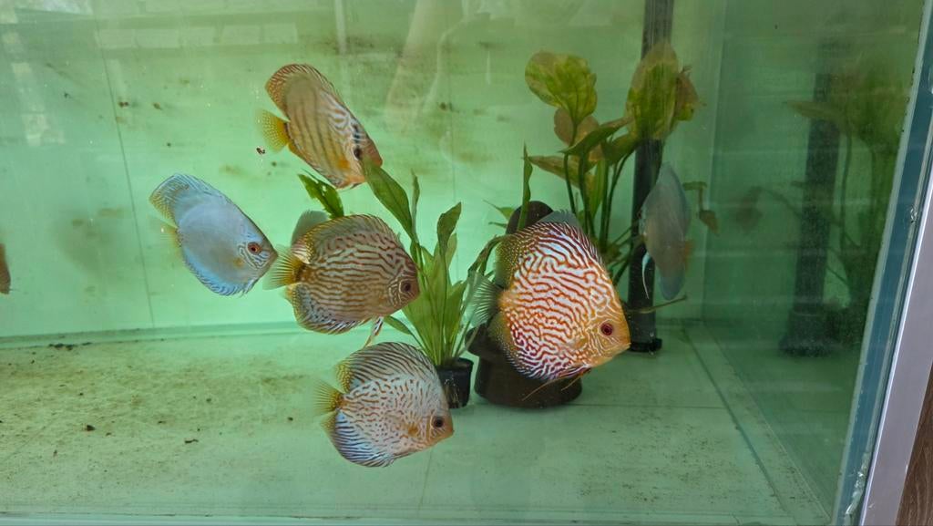 Discusvissen, Dieren en Toebehoren, Vis, Zoetwatervis, Schoolvis