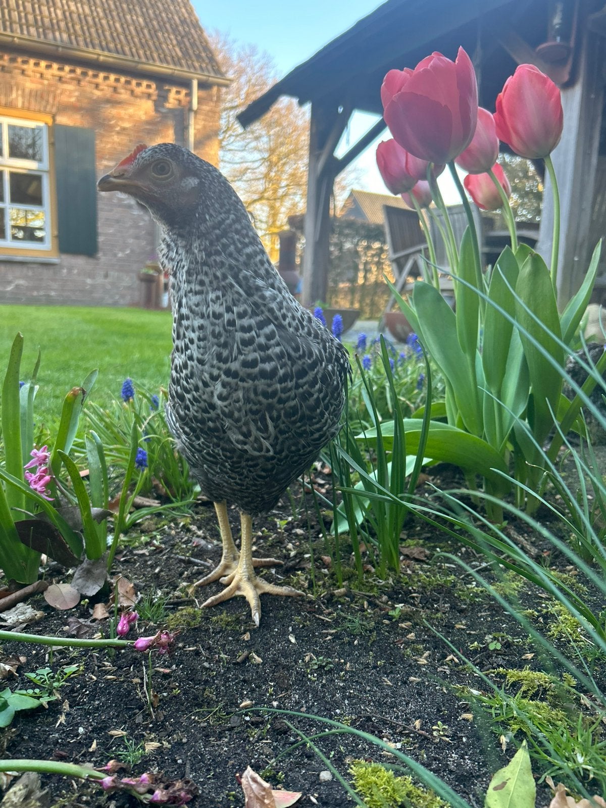 Mooie Mechelse Koekkoek legkippen, Dieren en Toebehoren, Pluimvee, Vrouwelijk, Kip