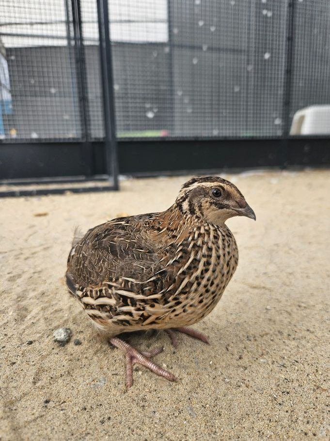 Pers zoekt een huisje! (Japanse kwartel), Dieren en Toebehoren, Vrouwelijk, Overige soorten