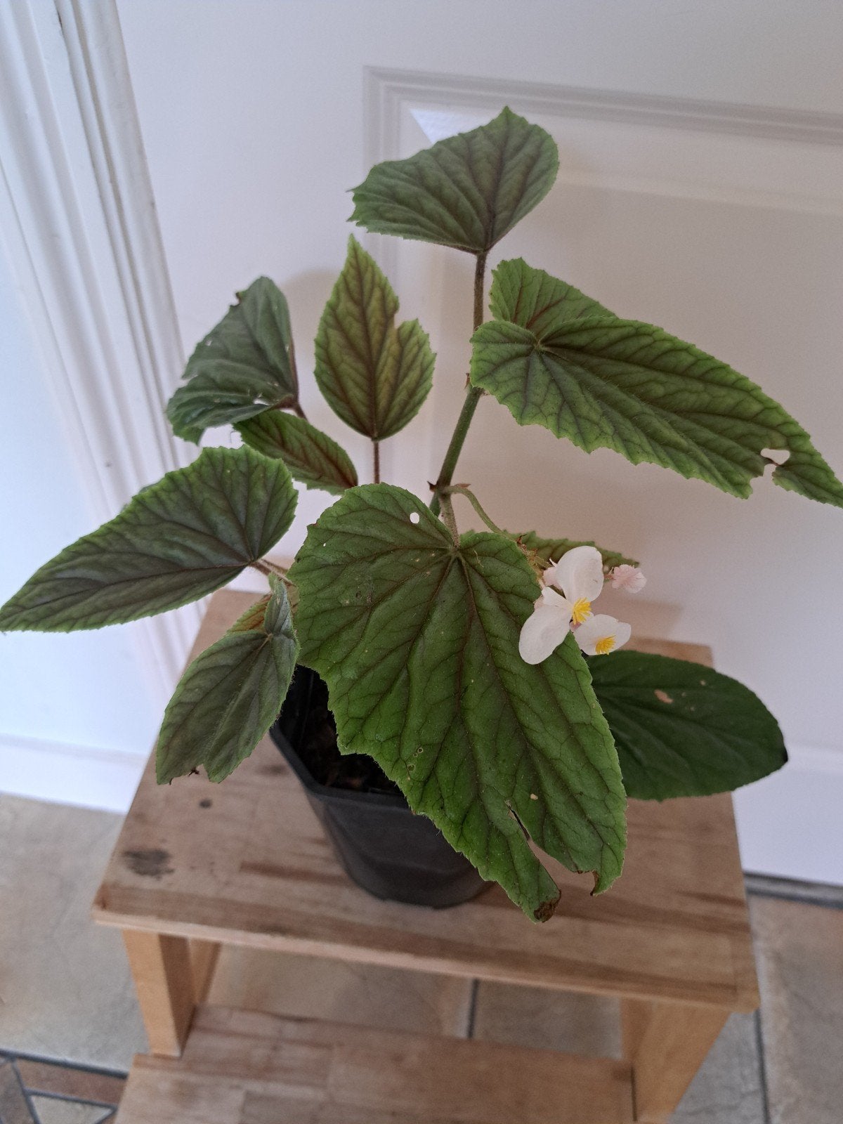 mooie begonia, Ophalen, Halfschaduw, Minder dan 100 cm