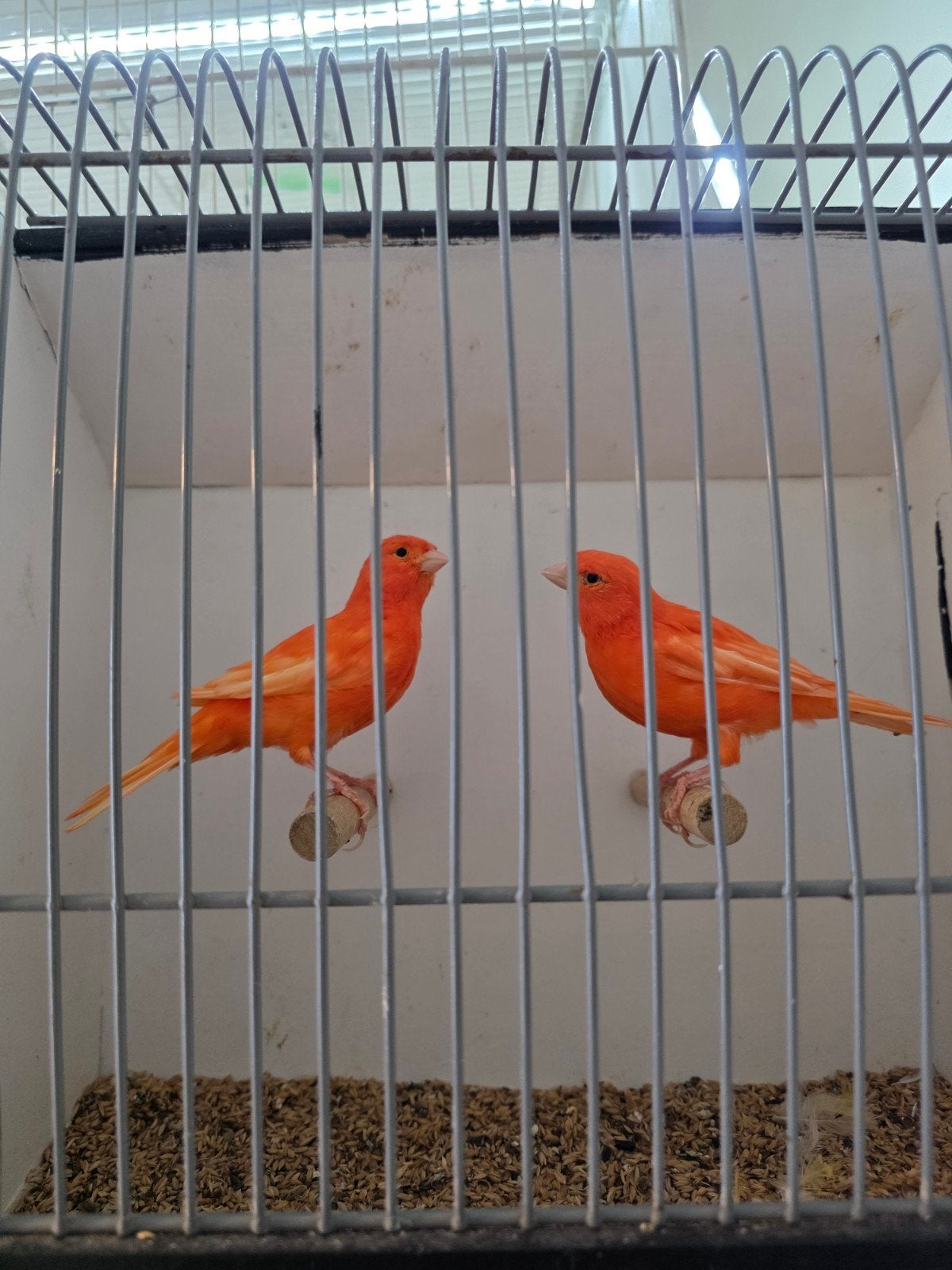 kanarie te koop, Dieren en Toebehoren, Vogels | Kanaries
