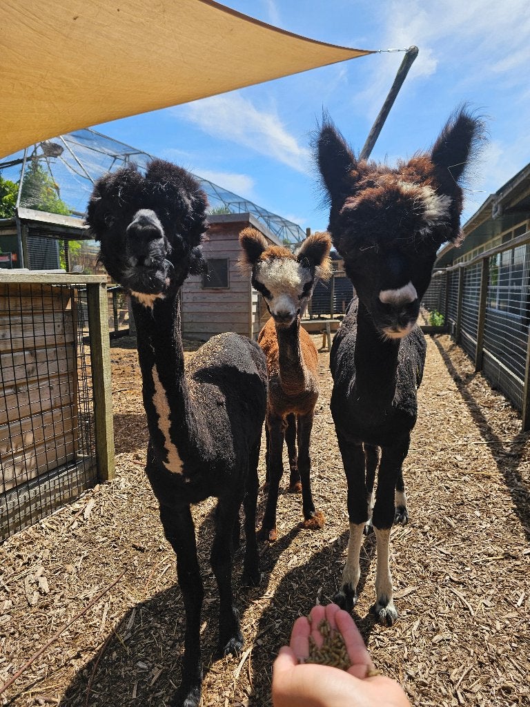 Alpaca's | Halstermak | 8-12 maanden | Macho & Hembra, Dieren en Toebehoren, Overige Dieren, Augustus, Meerdere dieren