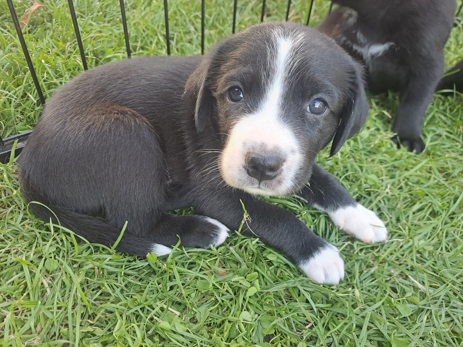 Grote Zwiterse Sennen x Labrador pups, Meerdere, Meerdere dieren, Nederland, Particulier