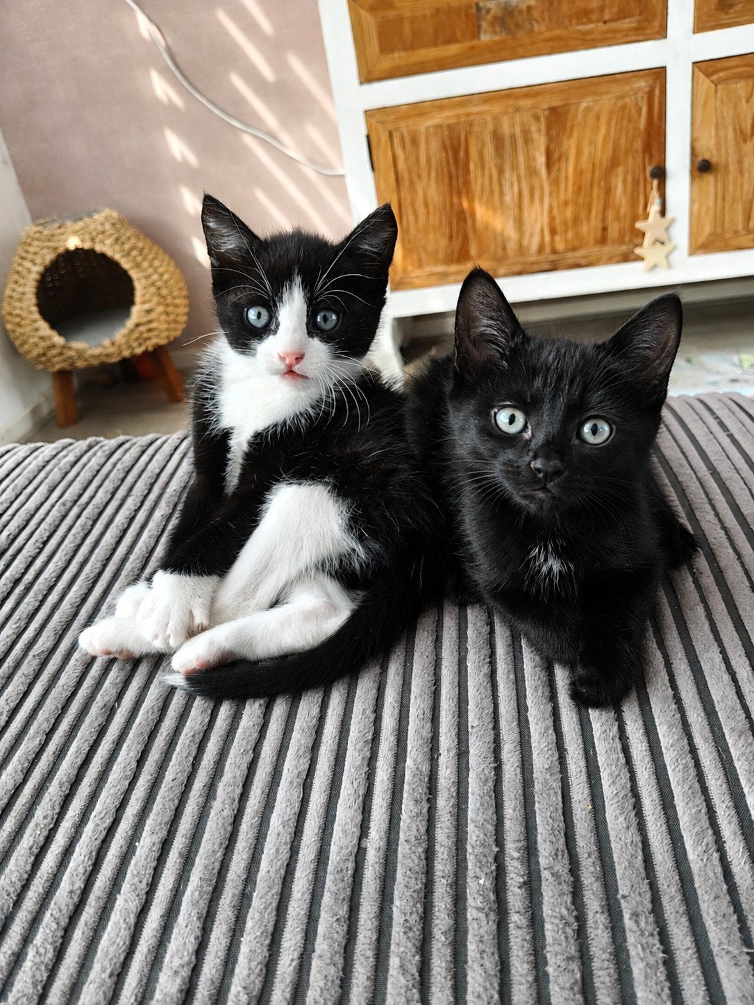 laatste kitten  !! zwart wit, Meerdere dieren