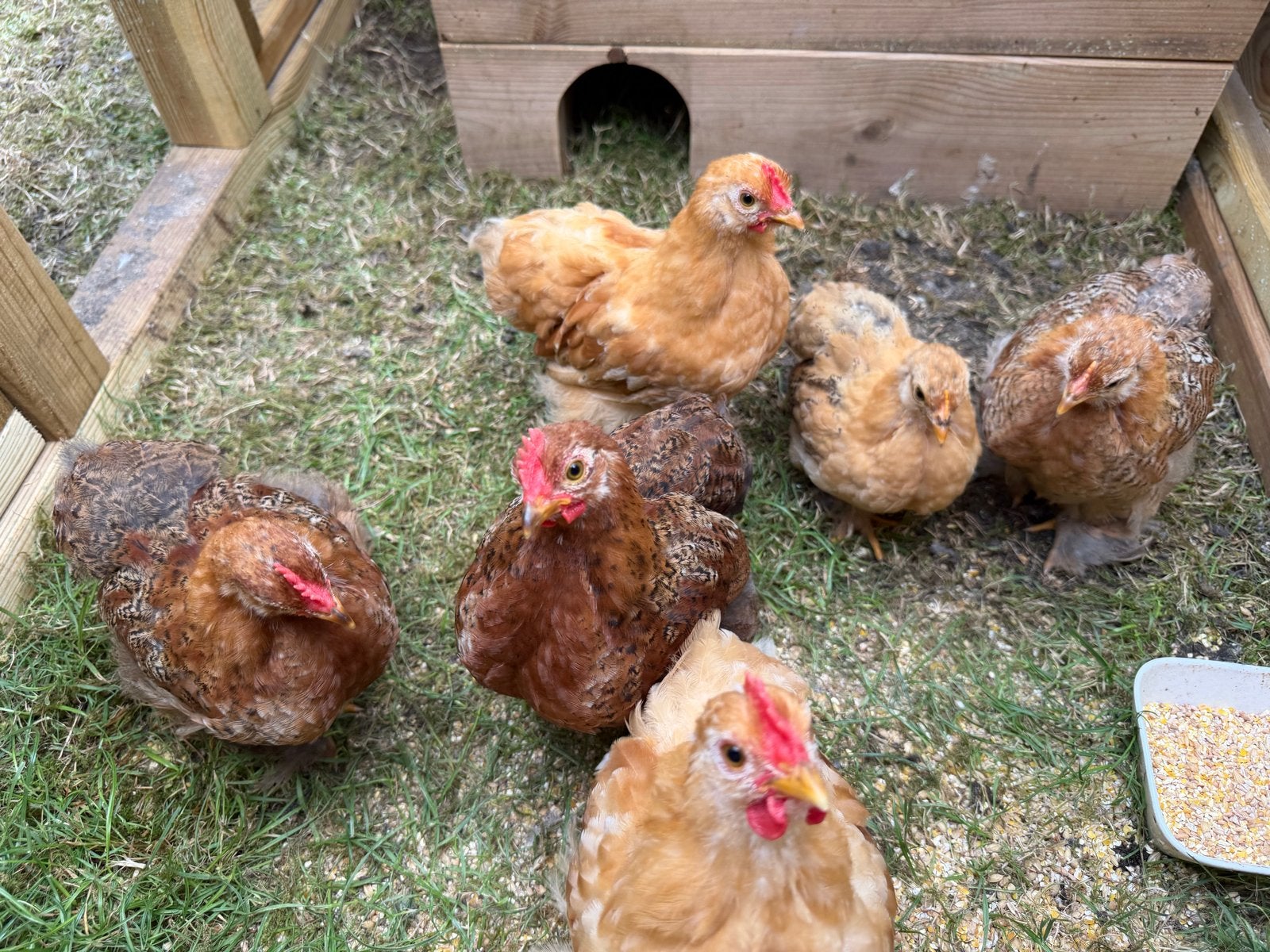 Cochin kriel kuikens, alleem nog haantjes beschikbaar, Dieren en Toebehoren, Pluimvee, Meerdere dieren, Kip