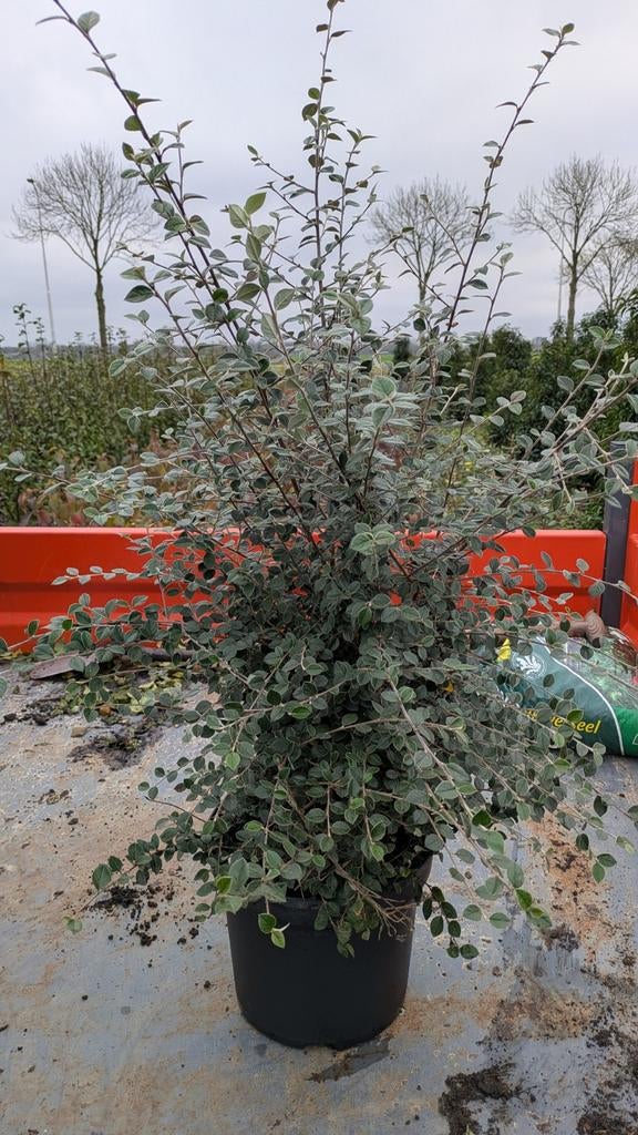 Cotoneaster franchetti (dwergmispel), Tuin en Terras, Ophalen, Overige soorten, 100 tot 250 cm