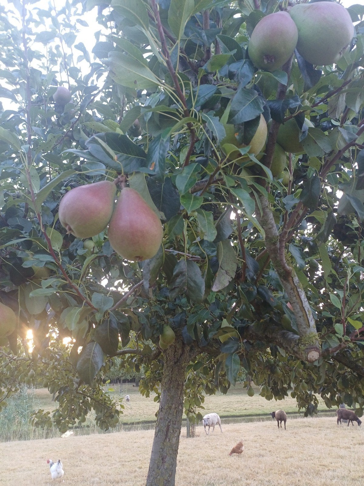 Clapp's favourite peren, Ophalen