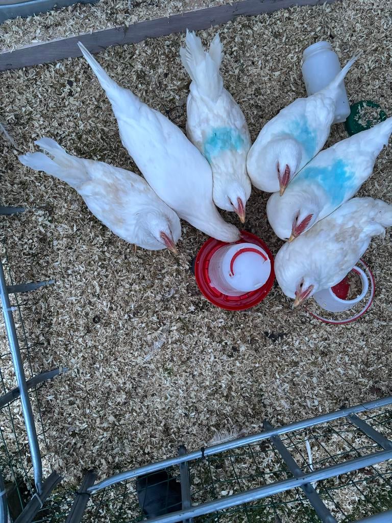 6 mooie  jonge leghennen + een mooi kippenhok, Dieren en Toebehoren, Pluimvee, Vrouwelijk, Kip