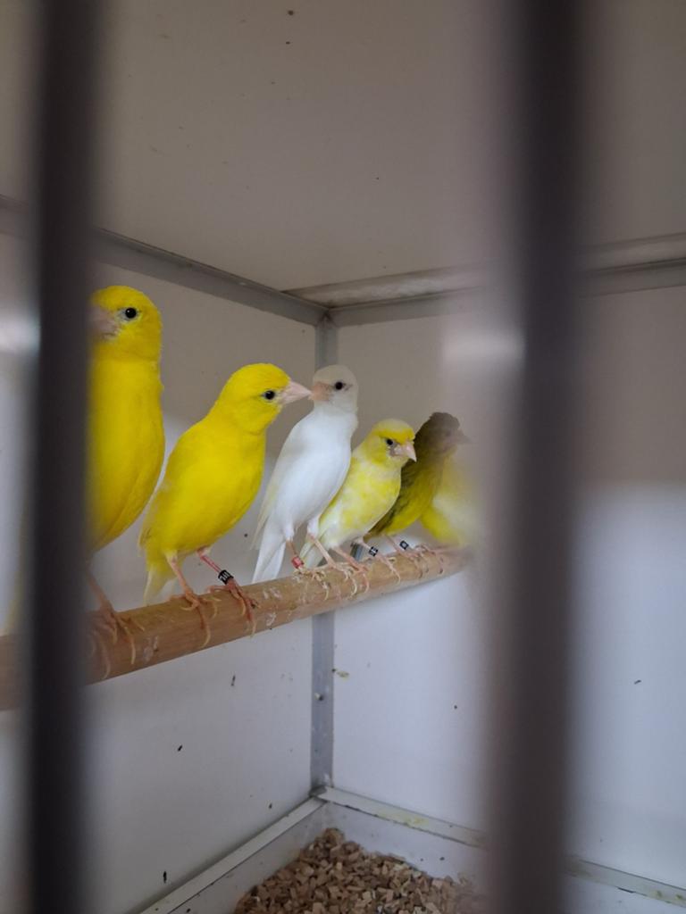 Vele soorten vogels Vanavond geopend tot 9 uur, Dieren en Toebehoren, Vogels | Kanaries, Meerdere dieren, Kleurkanarie