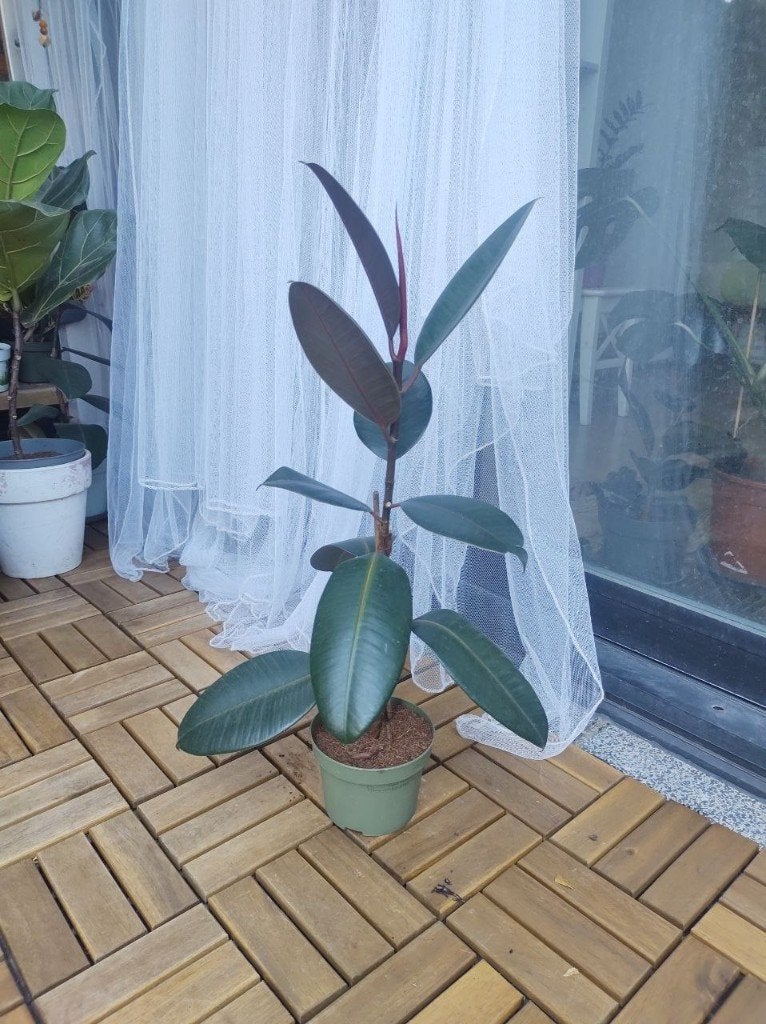 Ficus Elastica Abidjan/ Rubberboom - 65 cm, Ophalen, Ficus, Halfschaduw, Minder dan 100 cm